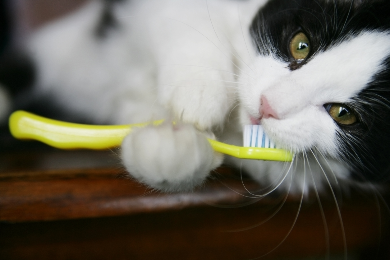 Dental Care for your Cat