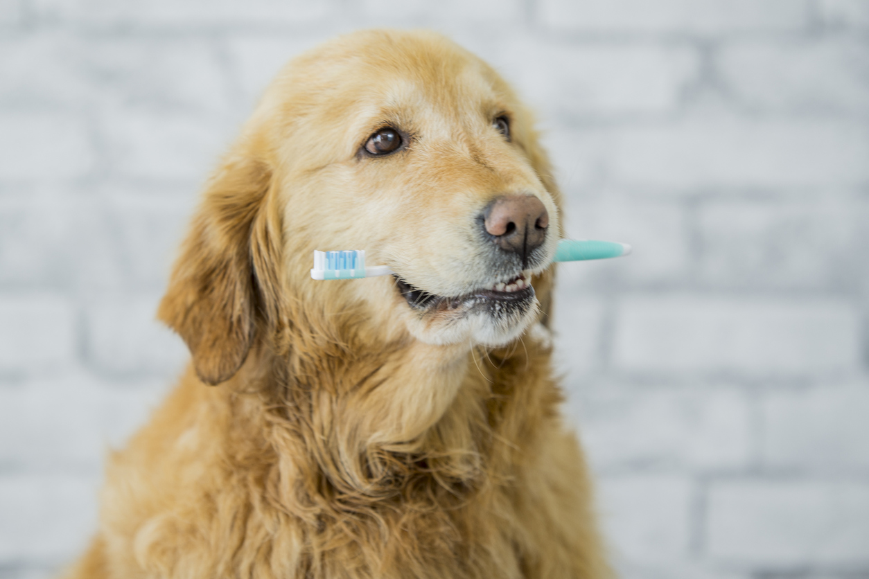 The Big Reason Why You Shouldn’t Ignore Your Pet’s Teeth