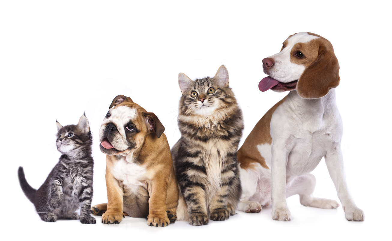 Myths About Dog and Cat Behavior