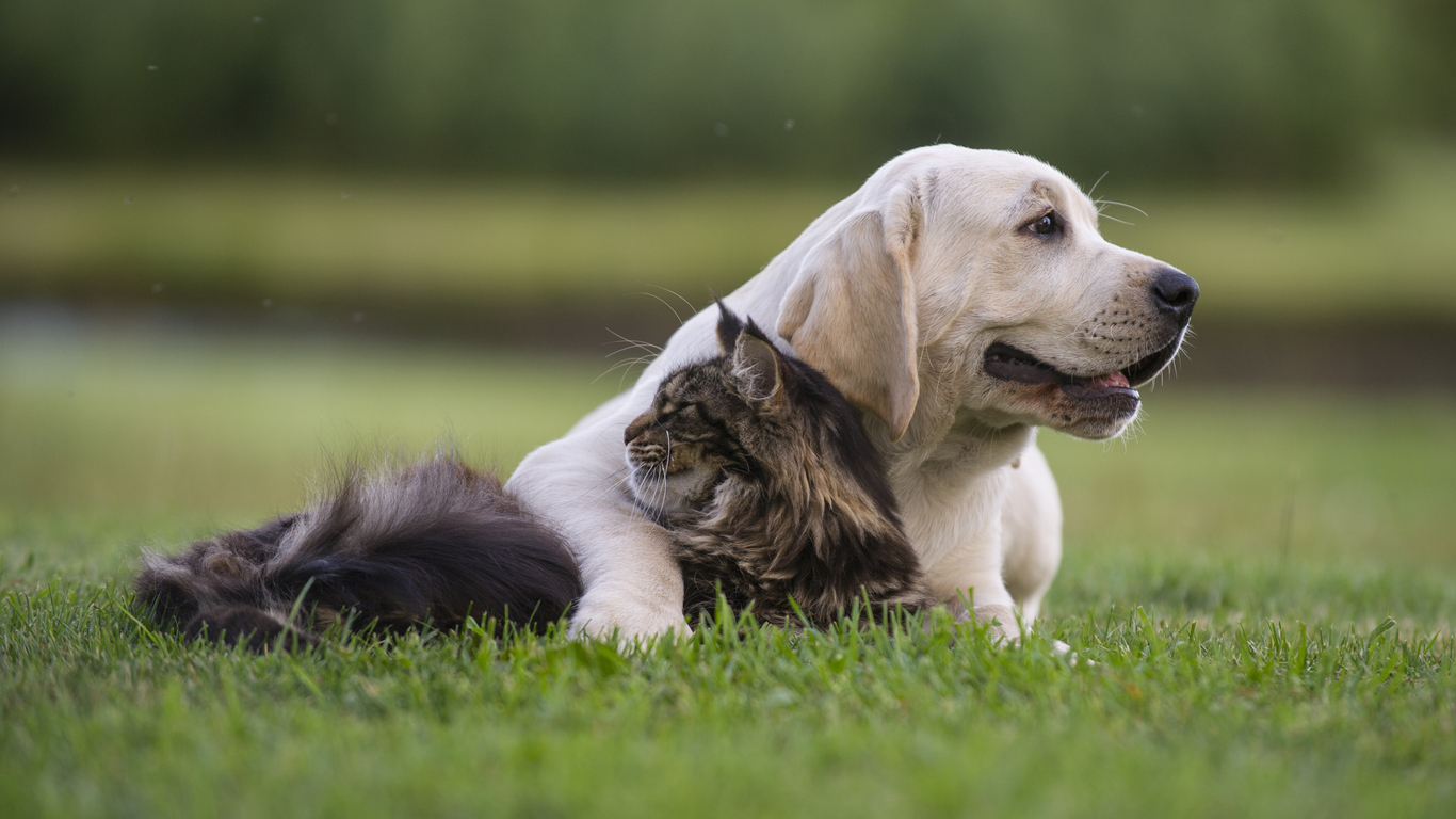 The Facts about Fleas, Ticks, and Lyme Disease