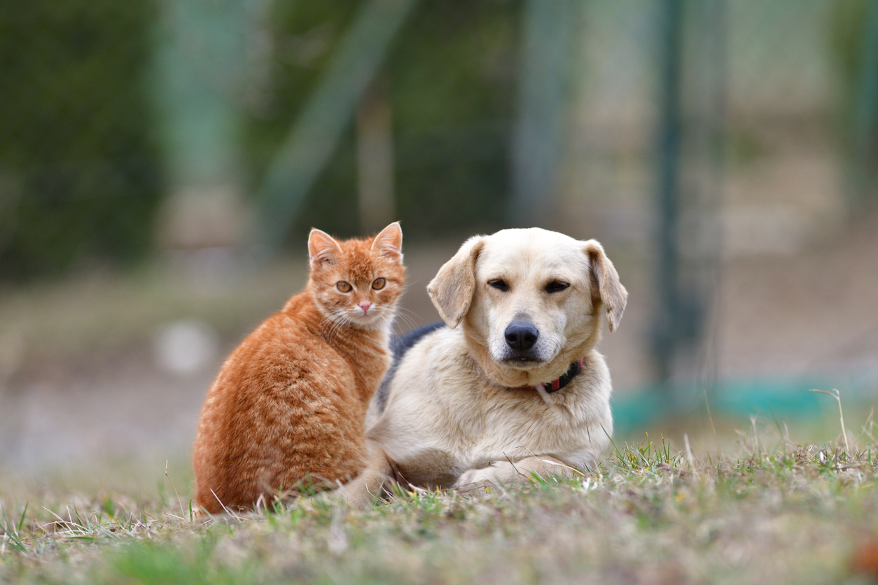 Protect Your Pets Against Heartworm