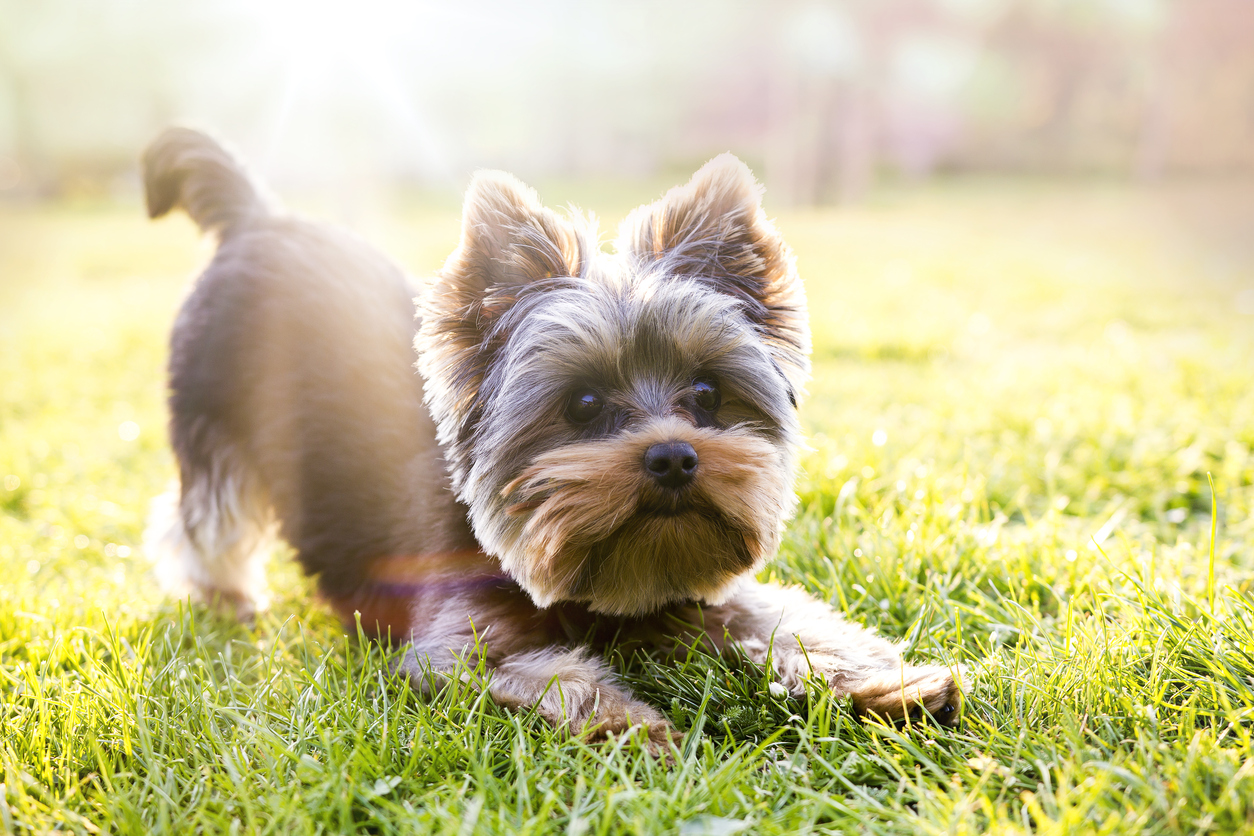 What Your Dog’s Breed or Mouth Conformation Might Mean for Their Dental Health
