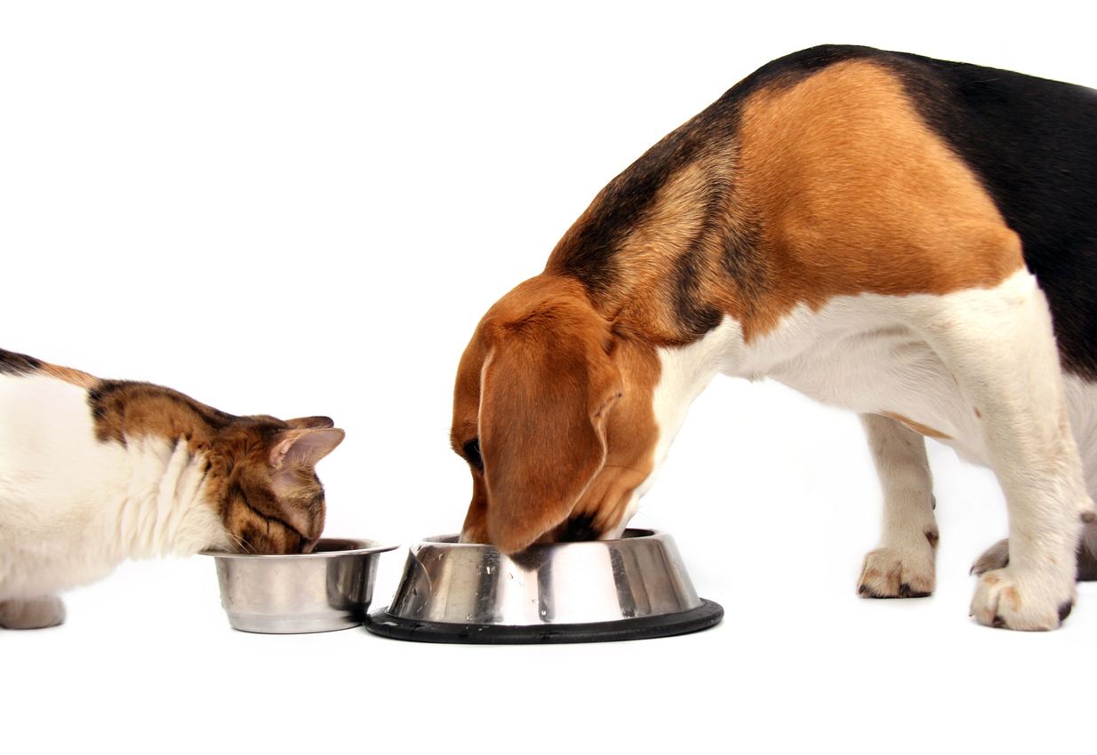 Is Raw Pet Food Safe for Cats and Dogs?